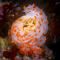 Triopha catalinae (Catalina Triopha)