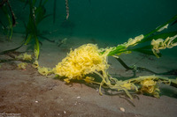 Haminoea vesicula (White Bubble Snail)