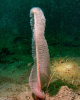 Stylatula elongata (White Sea Pen)