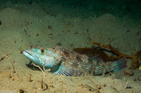 Ophiodon elongatus (Lingcod)