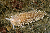 Aeolidia loui (Shag-Rug Aeolid)