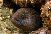 Anarrhichthys ocellatus (Wolf-Eel)