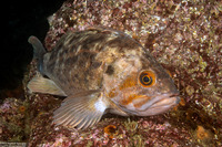 Sebastes auriculatus (Brown Rockfish)