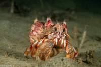 Pagurus armatus (Blackeyed Hermit Crab)