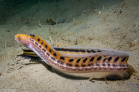 Anarrhichthys ocellatus (Wolf-Eel)