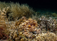 Octopus cyanea (Day Octopus)