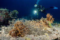 Plotosus lineatus (Striped Catfish)