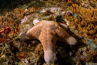 Choriaster granulatus (Granular Sea Star)