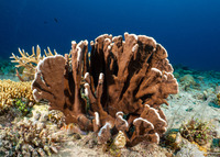 Heliopora coerulea (Blue Coral)