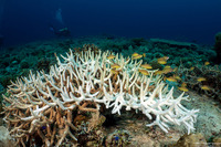 Acropora muricata (Common Staghorn Coral)
