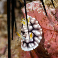 Goniobranchus geometricus (Geometric Chromodoris)