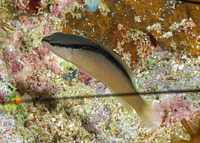 Pseudochromis perspicillatus (Blackstripe Dottyback)