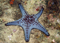 Pentaceraster alveolatus (Honeycomb Sea Star)