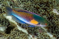 Cirrhilabrus ryukyuensis (Yellowflanked Fairy Wrasse)