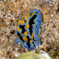 Phyllidia coelestis (Celestial Phyllidia)