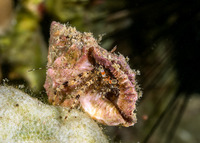 Pagurus sp.2 (Orange-Banded Hermit Crab)