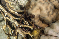Ophiomastix janualis (Gatekeeper Brittle Star)