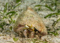 Dardanus lagopodes (Dark Knee Hermit Crab)