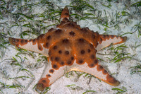Protoreaster nodosus (Chocolate Chip Sea Star)