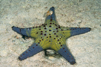 Pentaceraster tuberculatus (Tuberculate Pentaceraster)