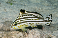 Diagramma pictum (Silver Sweetlips)