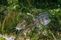 Plotosus lineatus (Striped Catfish)
