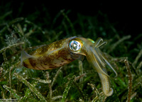 Sepioteuthis lessoniana (Bigfin Reef Squid)