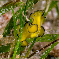 Pseudobiceros flowersi (Flowers' Flatworm)