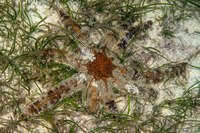 Luidia magnifica (Magnificent Star)