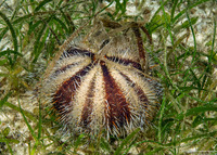 Tripneustes gratilla (Collector Urchin)