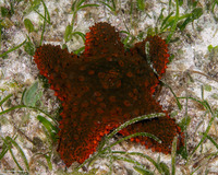 Euretaster insignis (Striking Sea Star)