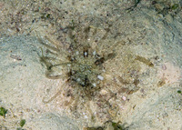 Actinostephanus haeckeli (Haeckel's Sand Anemone)