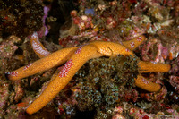 Coeloplana astericola (Creeping Comb Jelly)