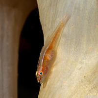 Pleurosicya boldinghi (Soft-Coral Ghostgoby)