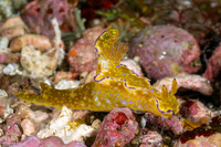 Ceratosoma tenue (Many-Lobed Ceratosoma)