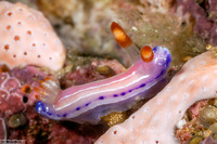 Thorunna florens (Flowering Thorunna)