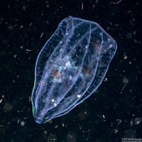 Beroe cucumis (Beroe cucumis)