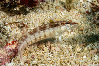Parapercis lineopunctata (Nosestripe Sandperch)