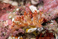 Coryphellina flamma (Flame Coryphellina)