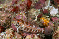 Parapercis snyderi (Blackfin Sandperch)