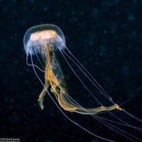 Pelagia noctiluca (Luminescent Jellyfish)