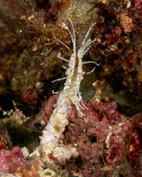 Lanice conchilega (Sand Mason Worm)