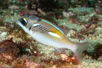 Scolopsis xenochrous (Pearl-Streaked Monocle Bream)