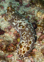 Bohadschia ocellata (Ocellated Sea Cucumber)