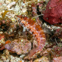 Parapercis snyderi (Blackfin Sandperch)