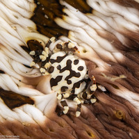 Lissocarcinus orbicularis (Sea Cucumber Crab)