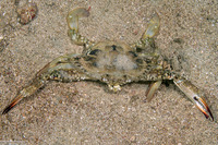 Portunus pelagicus (Blue Swimming Crab)