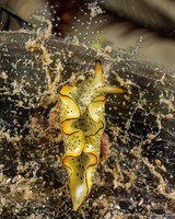 Elysia ornata (Ornate Sapsucking Slug)