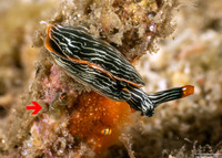 Thuridilla gracilis (Slender Sapsucking Slug)