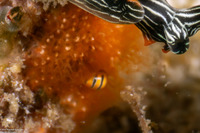 Cuspivolva tigris (Tiger Egg Shell)